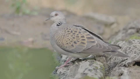 European turtle dove bird in the spring forest Stock Footage 346147700