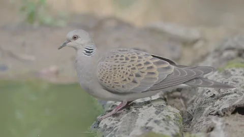 European turtle dove bird in the spring forest Stock Footage 346147702