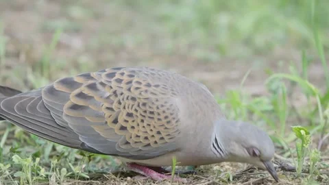 European turtle dove bird in the spring forest Stock Footage 346147764