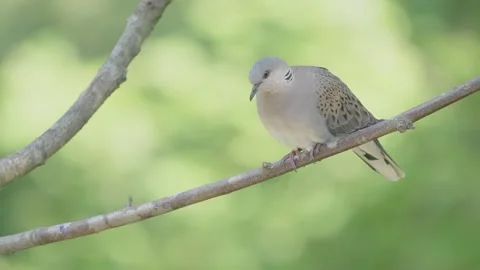 European turtle dove bird in the spring forest Stock Footage 346147787
