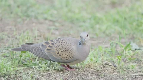 European turtle dove bird in the spring forest Stock Footage 346147806