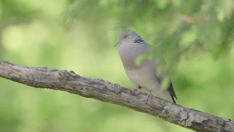 European turtle dove calling in spring forest, bird mating call Stock Footage 345367936