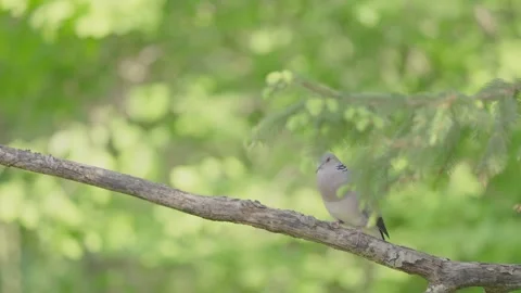 European turtle dove calling in spring forest, bird mating call Stock Footage 345367942