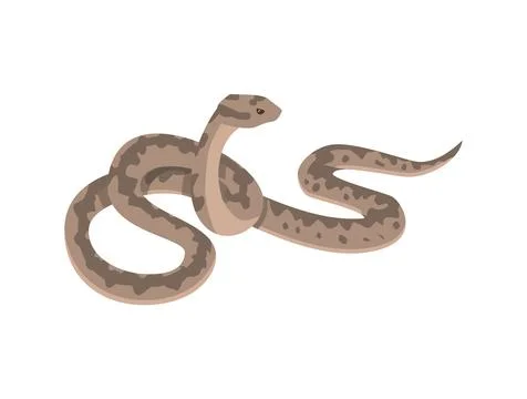 European viper snake - flat vector illustration isolated on white background. 스톡 일러스트