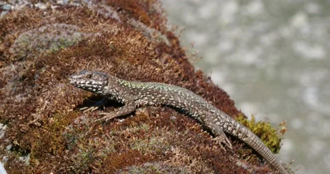 European Wall lizard Stock Footage 134087289