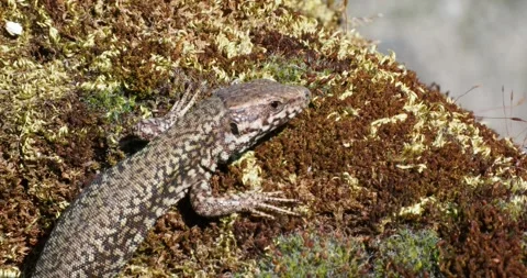 European Wall lizard Stock Footage 134087358