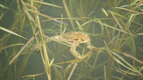 European wild common toad Bufo bufo frog water pond Bufonidae amphibians Video stock 336260864