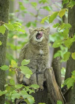 European wildcat or forest cat (Felis silvestris) in the wildcat enclosure at Stock Photos