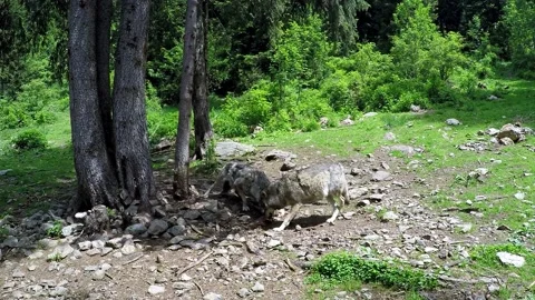 European wolf eats in the forest Stock Footage 237020980