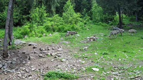 European wolf pack Stock Footage 237020944