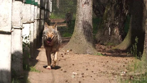 European wolf on the reservation close up Stock Footage 133306989