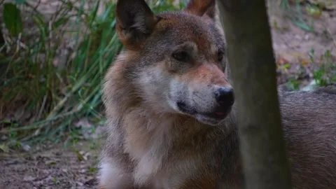 A european wolf is resting Stock Footage 254125367