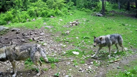European wolves pass on a path Stock Footage 237021030