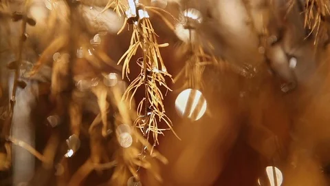 European yellow larch covered with snow on a sunny warm day. Reflections of the Stock Footage