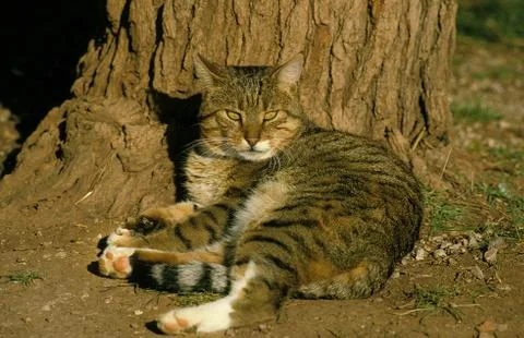 EUROPEEN BROWN TABBY Stock Photos