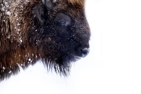 Europen bison portrait Stock Photos