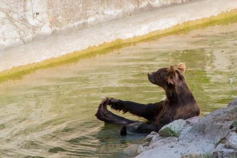Europian brown bear Stock Photos