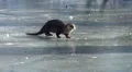 Eurpean Otter on Ice HD Footage