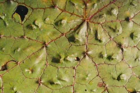 Euryale ferox leaf close up Foto stock