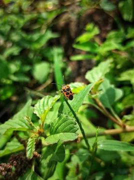 Eurydema insect Stock Photos