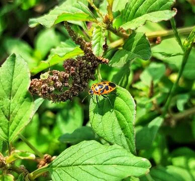 Eurydema on the leaf Stock Photos