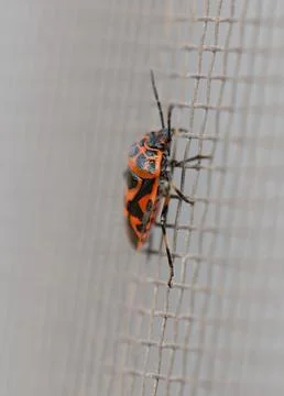 Eurydema ornata cabbage bug, macro top view Stock Photos