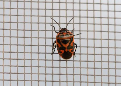 Eurydema ornata cabbage bug, macro side view Stock Photos