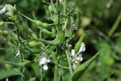 Eurydema ornata on the stem of Raphanus raphanistrum (jointed charlock) Stock Photos