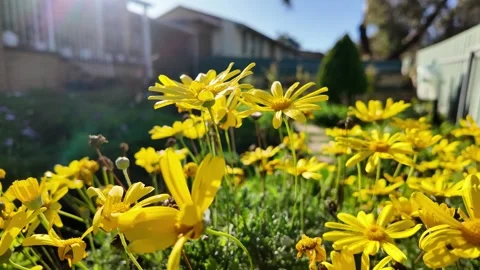 Euryops chrysanthemoides: 4K Drone Footage of African Bush Daisy Blooming in Stock Footage 312533341