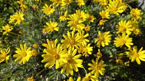 Euryops chrysanthemoides: 4K Drone Footage of African Bush Daisy Blooming in Vídeos de archivo 312533342