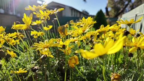 Euryops chrysanthemoides: 4K Drone Footage of African Bush Daisy Blooming in Stock Footage 312533352