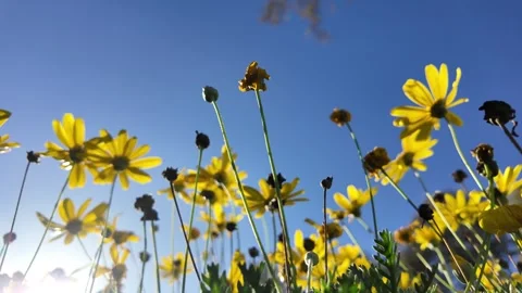 Euryops chrysanthemoides: 4K Drone Footage of African Bush Daisy Blooming in Stock Footage 312533367