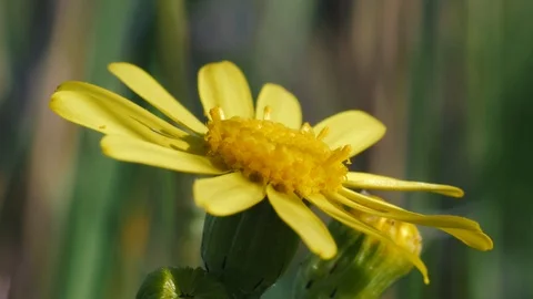 Euryops chrysanthemoides, The wind blows a single yellow flower. Stock Footage 130057962