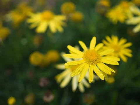 Euryops pectinates Stock Photos