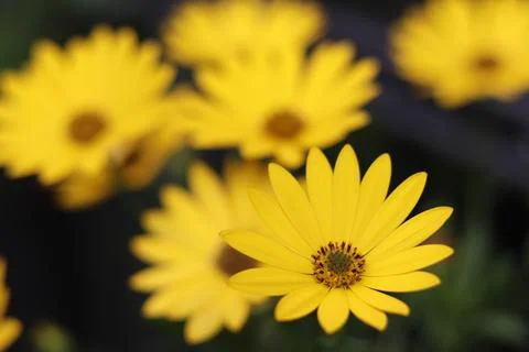 Euryops pectinatus Stock Photos