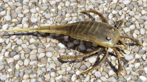 Eurypterid  Kokomopterus On A Pebble Beach Illustrazione stock