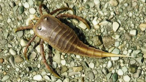 Eurypterid  Kokomopterus On A Pebble Beach Illustrazione stock