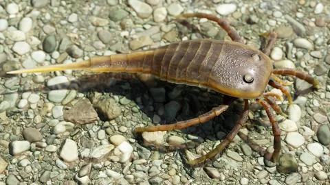 Eurypterid  Kokomopterus On A Pebble Beach Stock Illustration