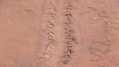 EurypteridTrack1 스톡 동영상 139665385