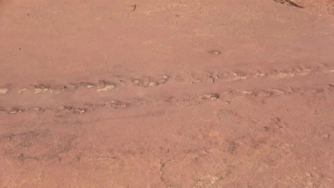 EurypteridTrack2 스톡 동영상 139665295