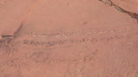 EurypteridTrack3 스톡 동영상 139665119