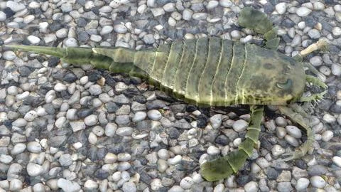 Eurypterus On A Pebble Beach Stock Illustration