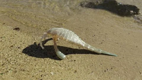 Eurypterus remipes on a Silurian Beach Stock Illustration