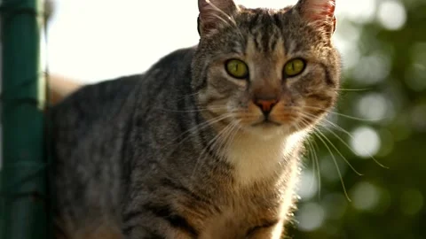 Eusebiu, the Curious Cat: Playful Interaction Moment - 4K Stock Footage 266177479