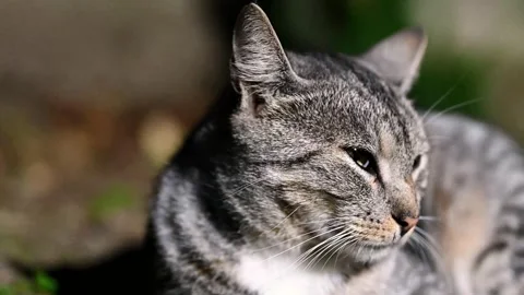Eusebiu the Tomcat shot by the camera - 4k Stock Footage 266128387