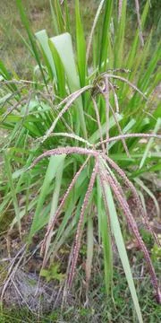 Eustachys Stock Photos