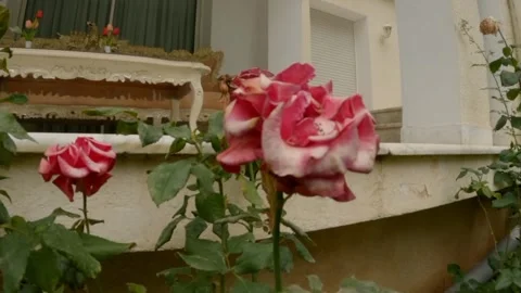 Eustoma flower Video stock 242781298