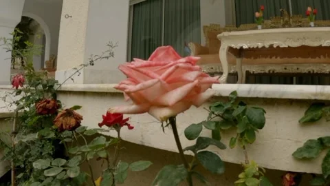 Eustoma flower Video stock 242781333