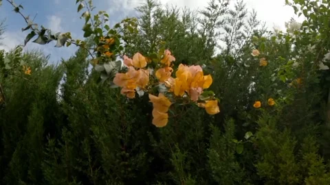 Eustoma flower Video stock 242781405