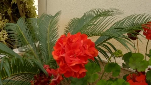 Eustoma flower Video stock 242781448